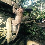 Monkey