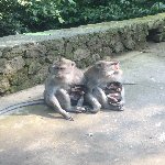Monkeys with babies